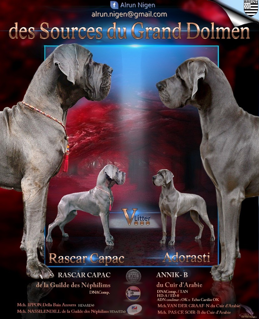 Des Sources Du Grand Dolmen - Chiot disponible  - Dogue allemand