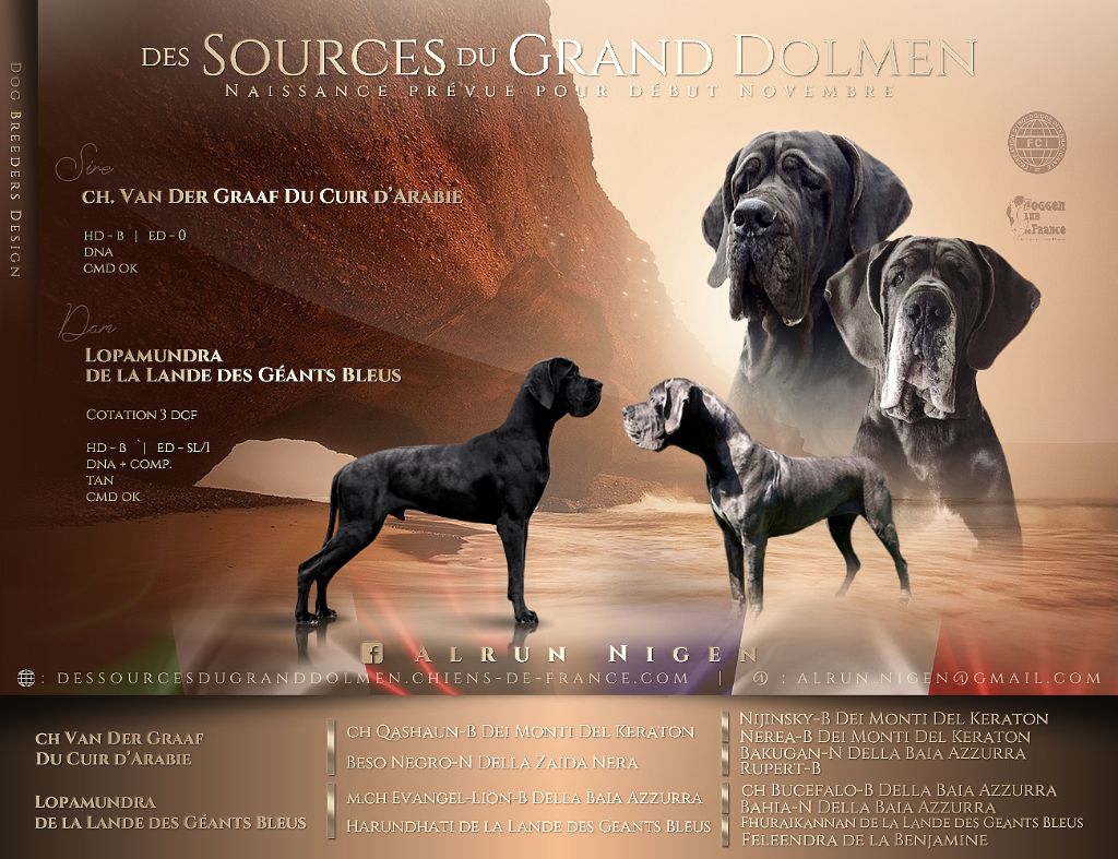 Des Sources Du Grand Dolmen - Dogue allemand - Portée née le 30/10/2021
