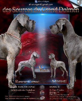 Des Sources Du Grand Dolmen - Dogue allemand - Portée née le 10/04/2024