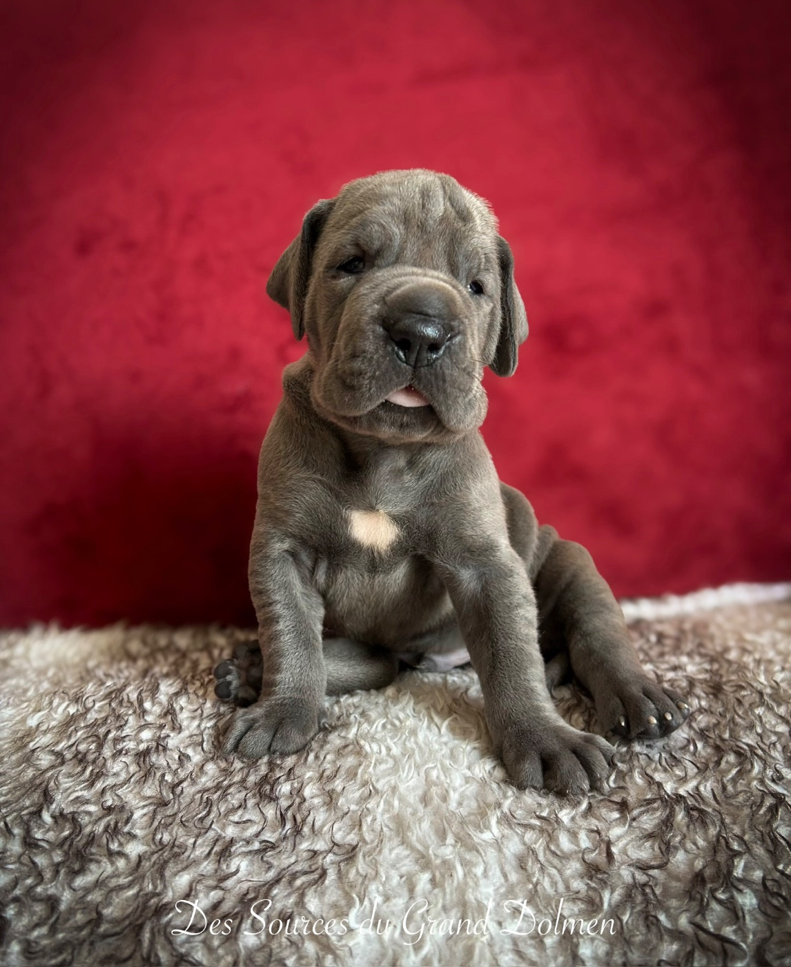 Des Sources Du Grand Dolmen - Chiots disponibles - Dogue allemand