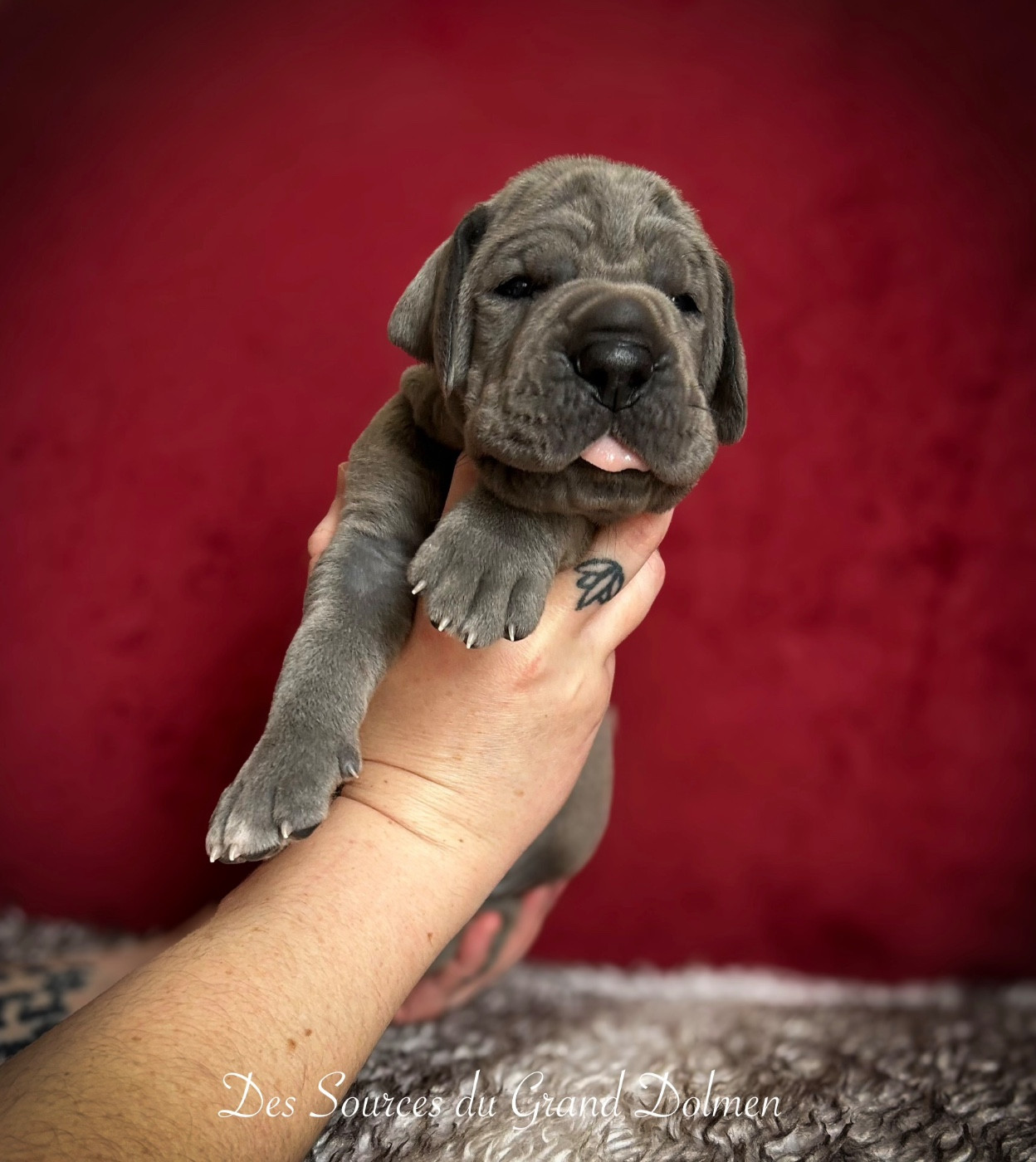 Des Sources Du Grand Dolmen - Chiots disponibles - Dogue allemand