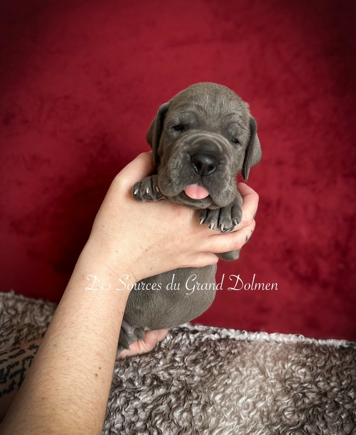 Des Sources Du Grand Dolmen - Chiots disponibles - Dogue allemand