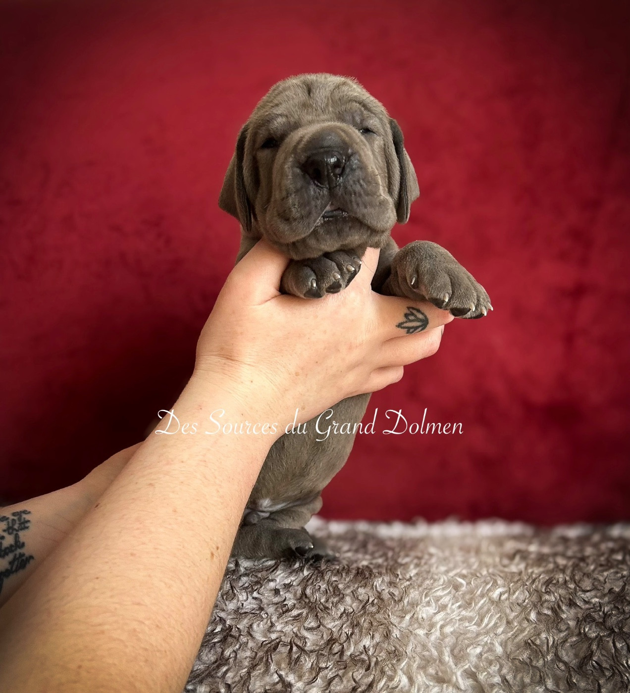 Des Sources Du Grand Dolmen - Chiots disponibles - Dogue allemand