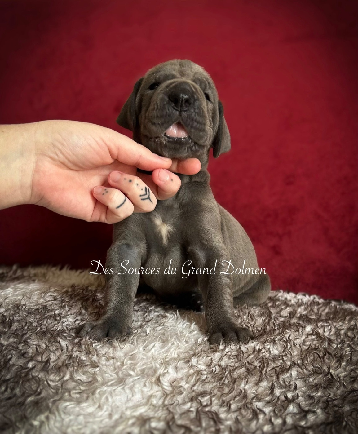 Des Sources Du Grand Dolmen - Chiots disponibles - Dogue allemand
