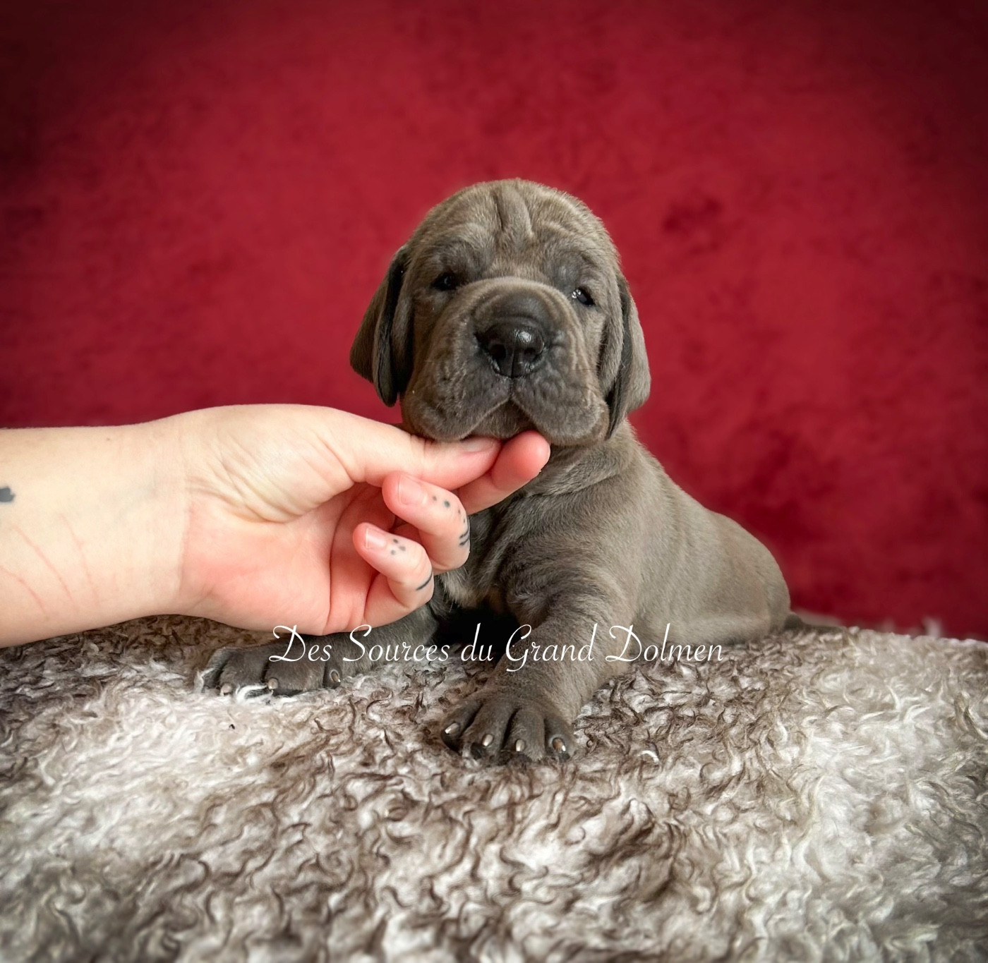 Des Sources Du Grand Dolmen - Chiots disponibles - Dogue allemand
