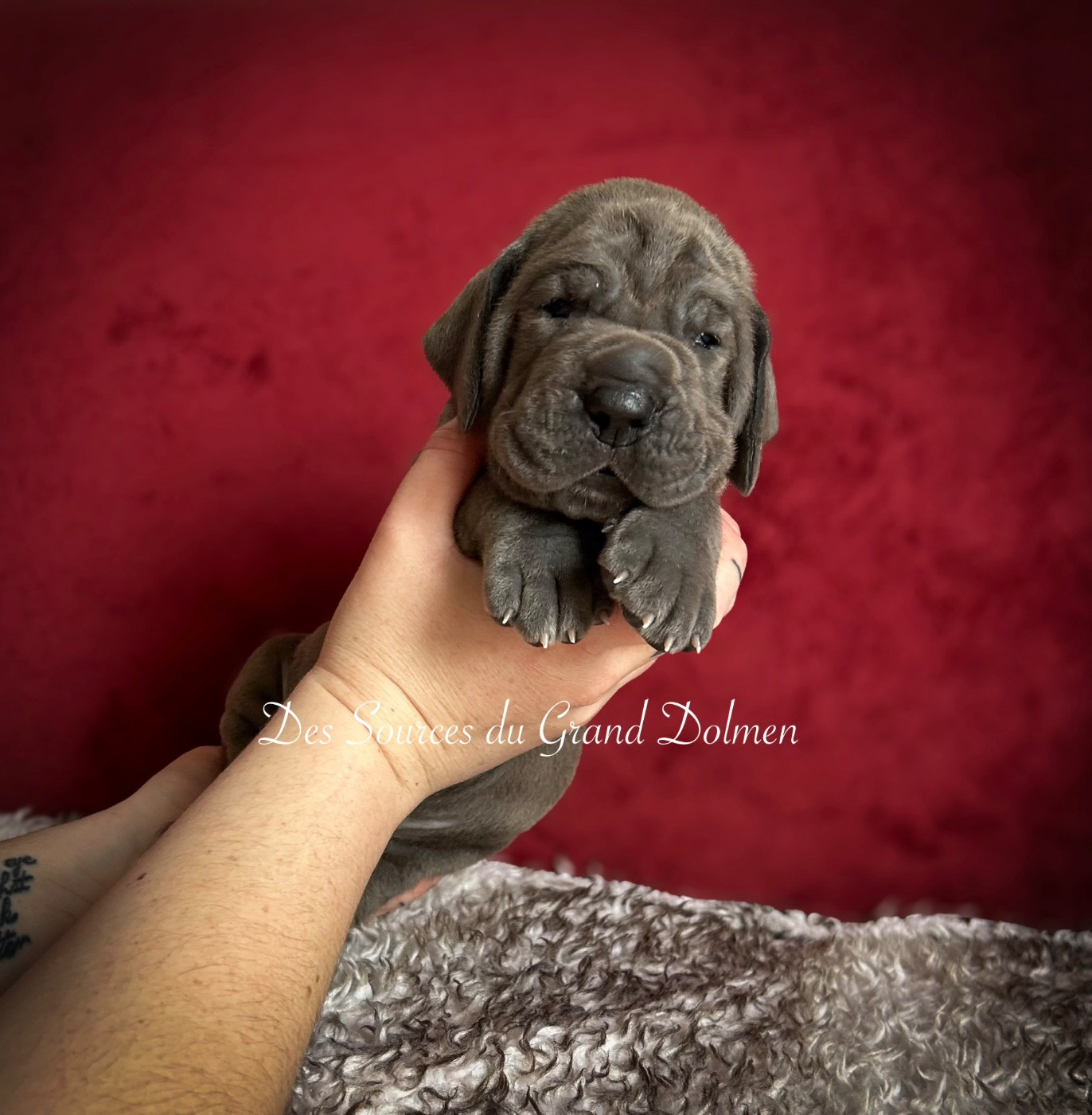 Des Sources Du Grand Dolmen - Chiots disponibles - Dogue allemand