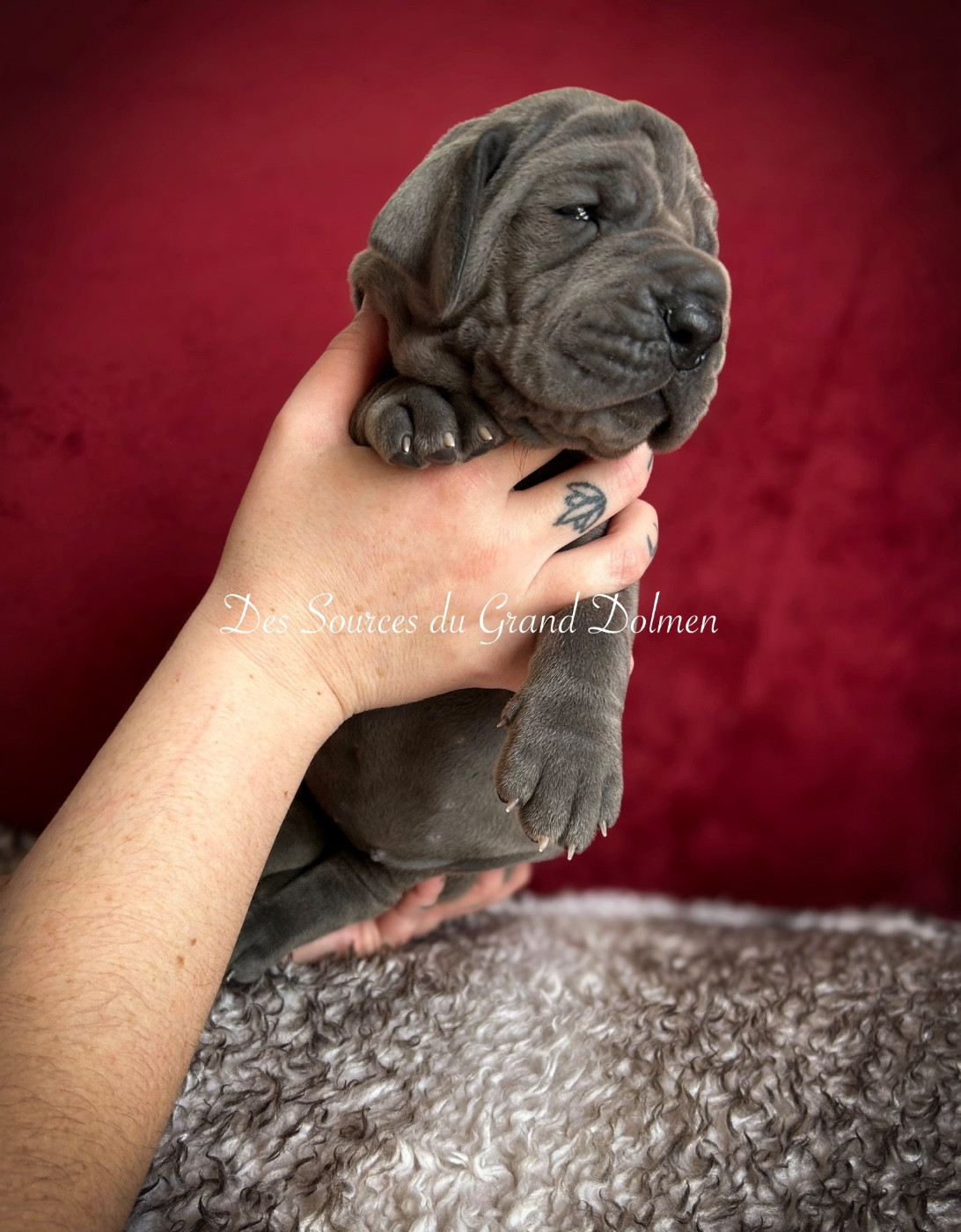 Des Sources Du Grand Dolmen - Chiots disponibles - Dogue allemand