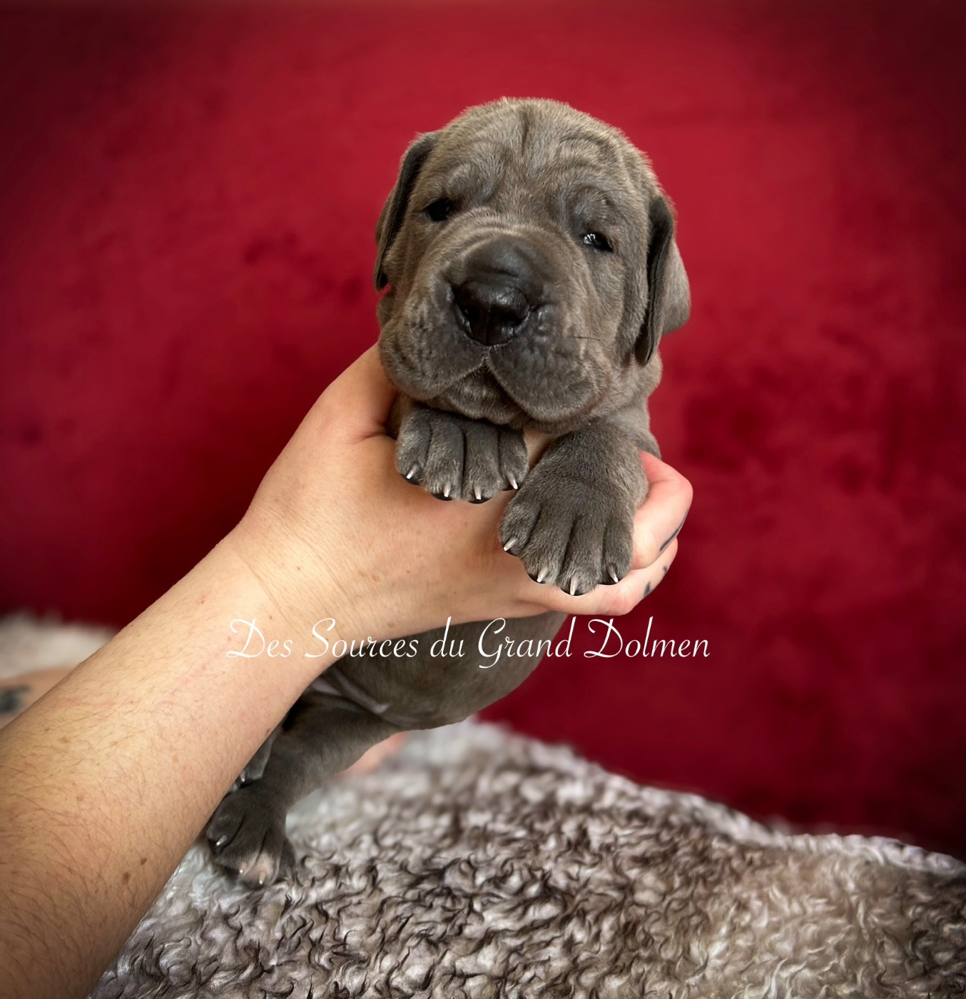 Des Sources Du Grand Dolmen - Chiots disponibles - Dogue allemand