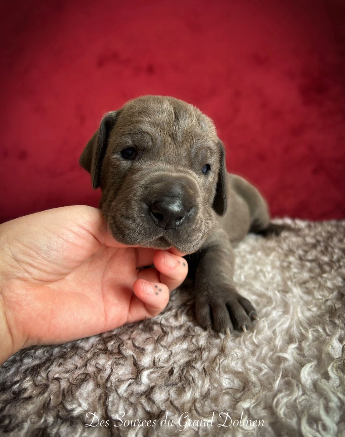 Des Sources Du Grand Dolmen - Chiots disponibles - Dogue allemand