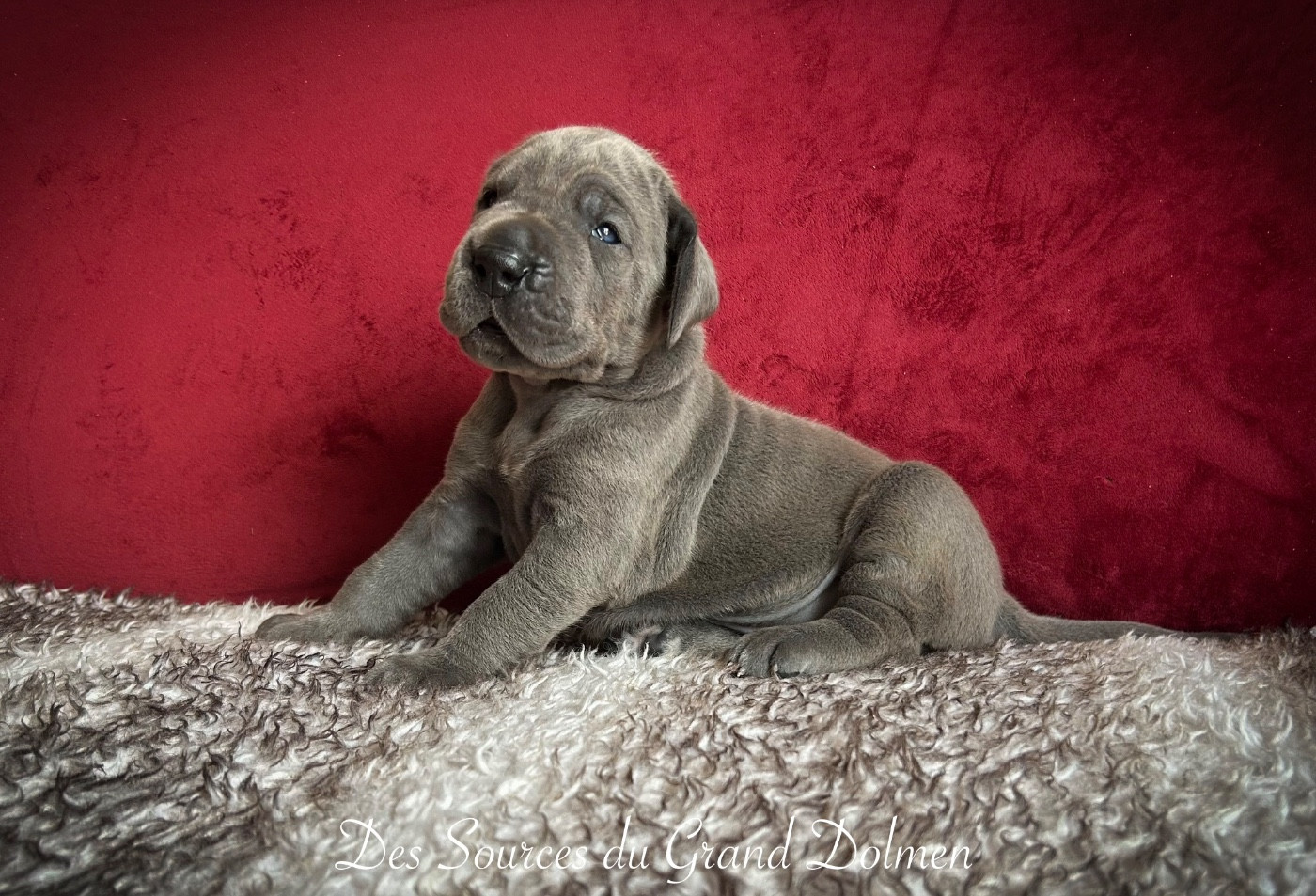 Des Sources Du Grand Dolmen - Chiots disponibles - Dogue allemand