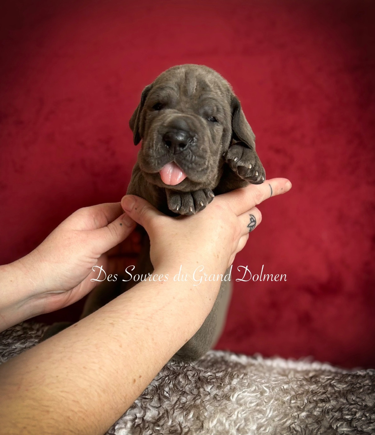 Des Sources Du Grand Dolmen - Chiots disponibles - Dogue allemand