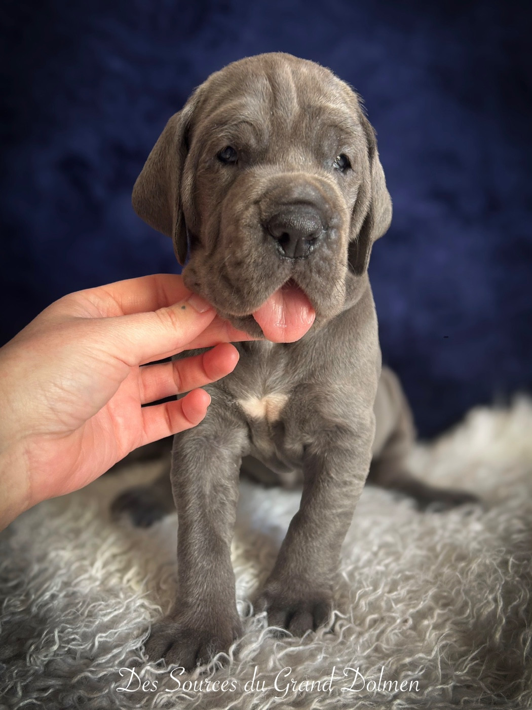 Des Sources Du Grand Dolmen - Chiots disponibles - Dogue allemand