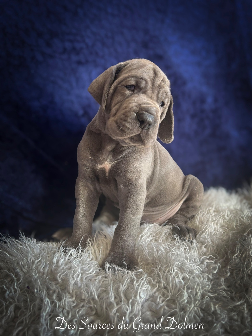 Des Sources Du Grand Dolmen - Chiots disponibles - Dogue allemand