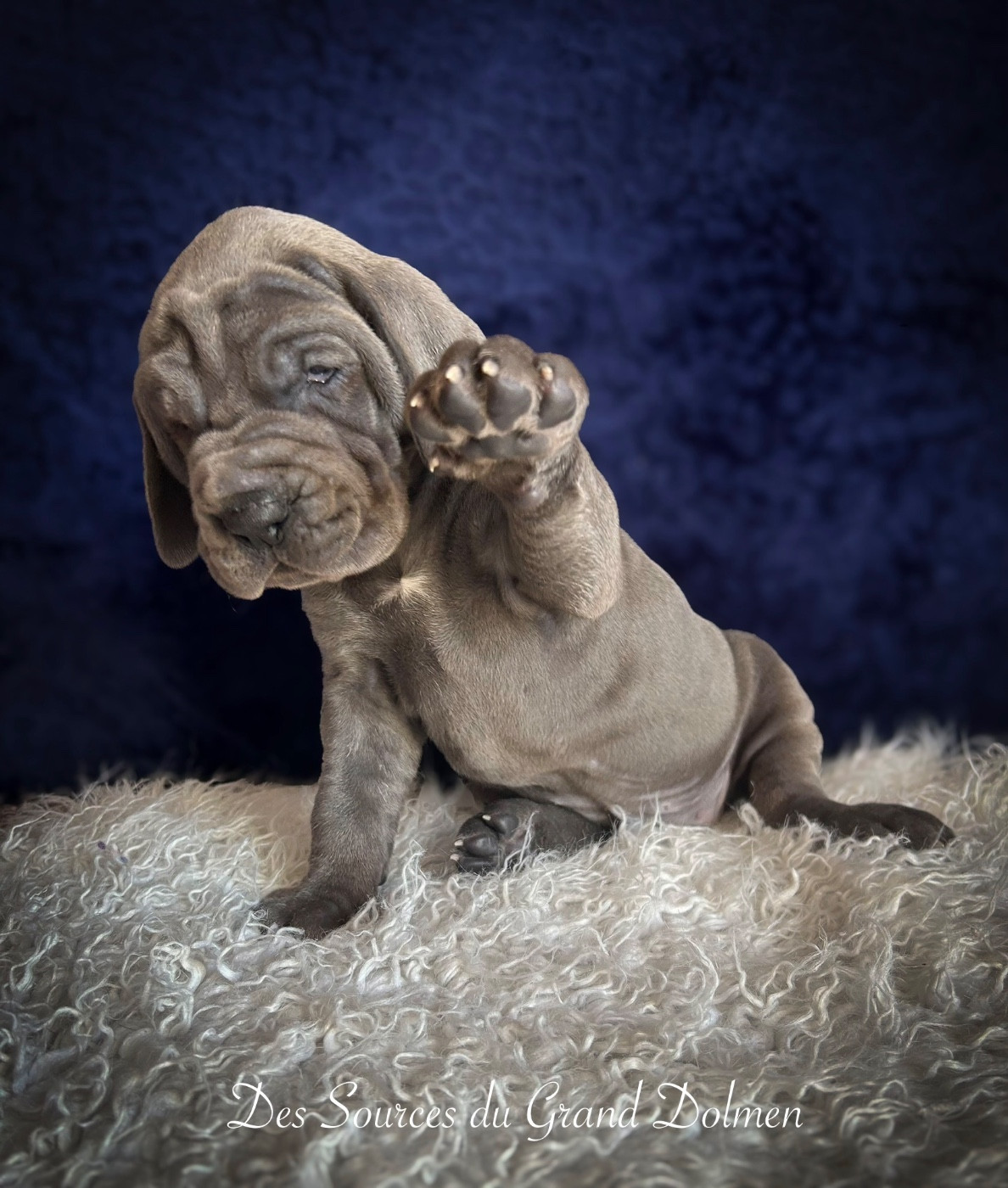 Des Sources Du Grand Dolmen - Chiots disponibles - Dogue allemand