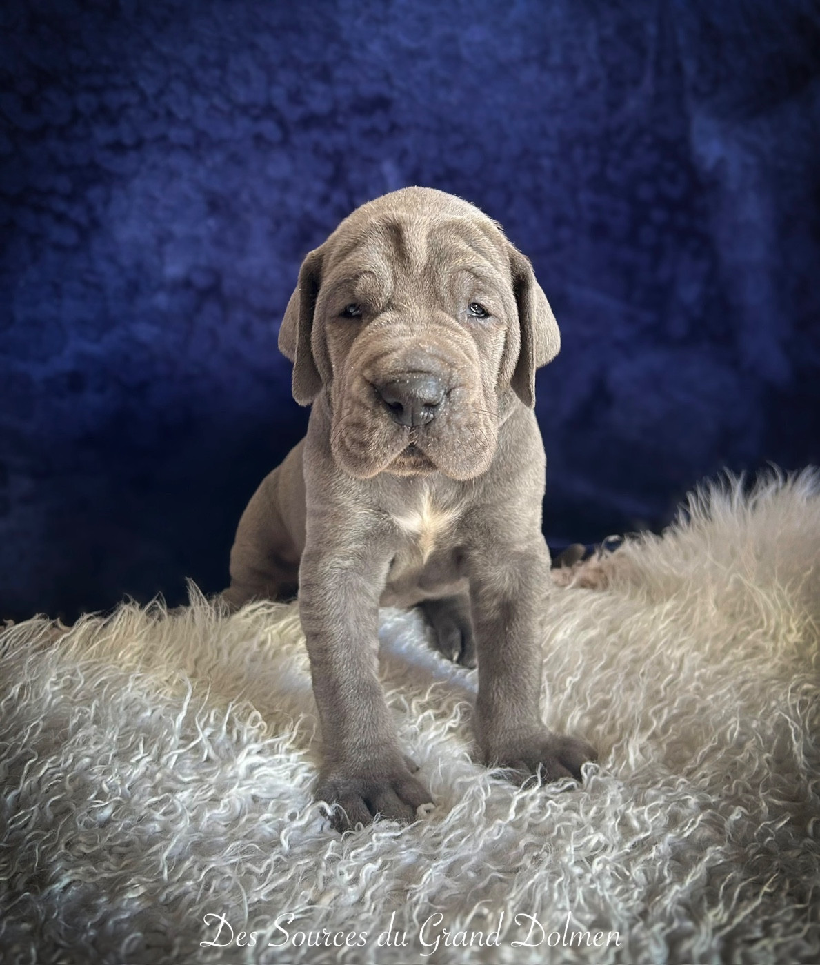 Des Sources Du Grand Dolmen - Chiots disponibles - Dogue allemand