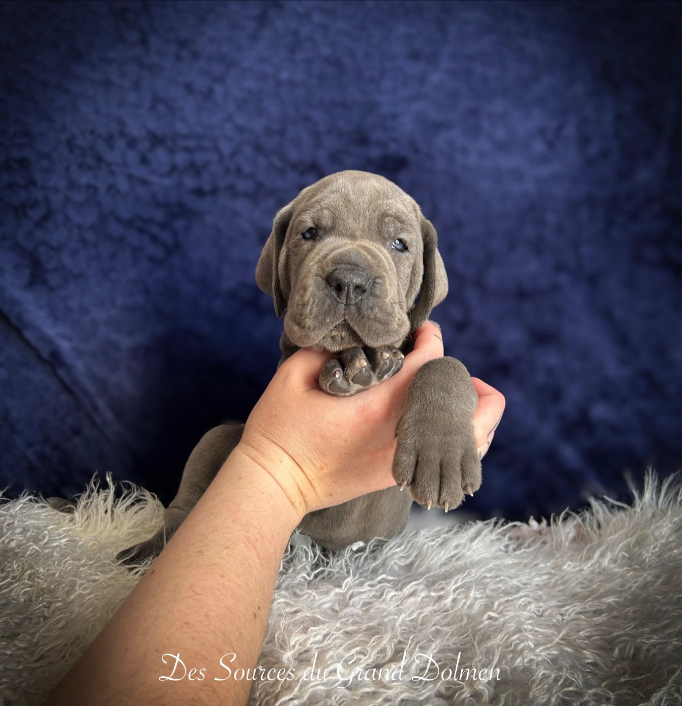 Des Sources Du Grand Dolmen - Chiots disponibles - Dogue allemand