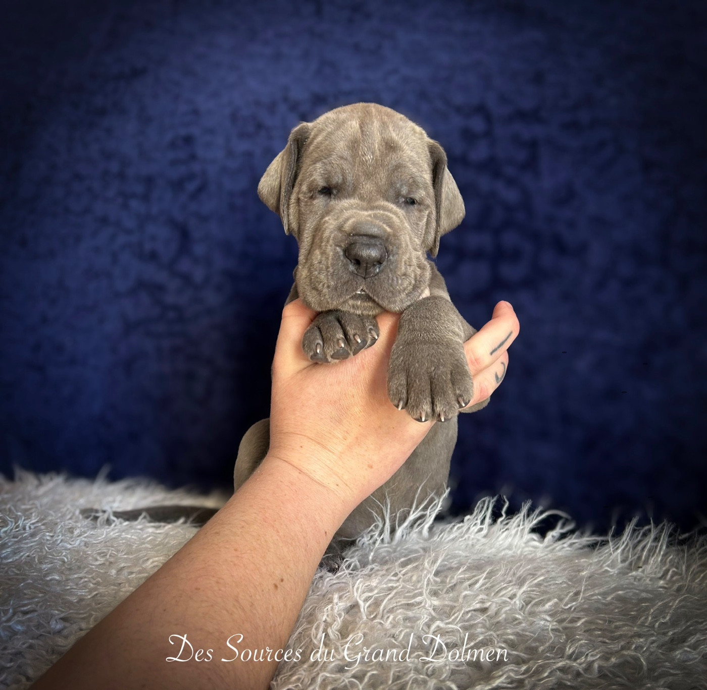 Des Sources Du Grand Dolmen - Chiots disponibles - Dogue allemand