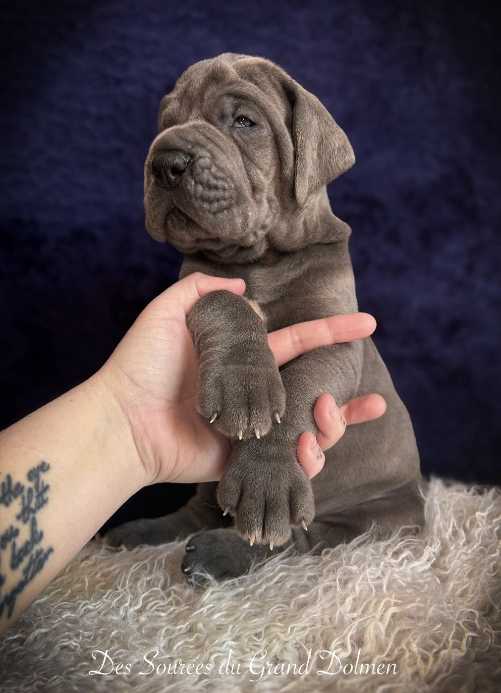 Des Sources Du Grand Dolmen - Chiots disponibles - Dogue allemand
