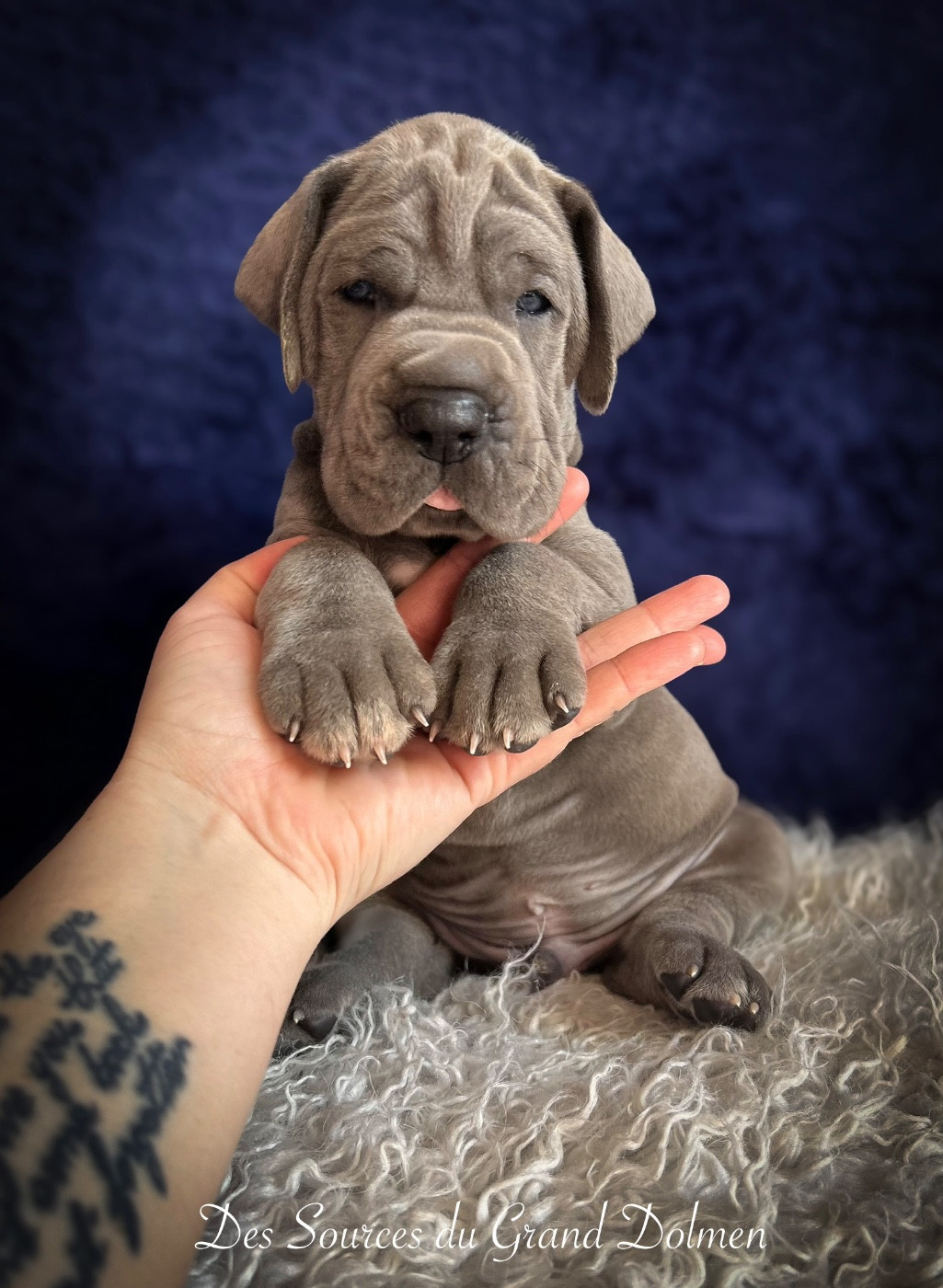 Des Sources Du Grand Dolmen - Chiots disponibles - Dogue allemand