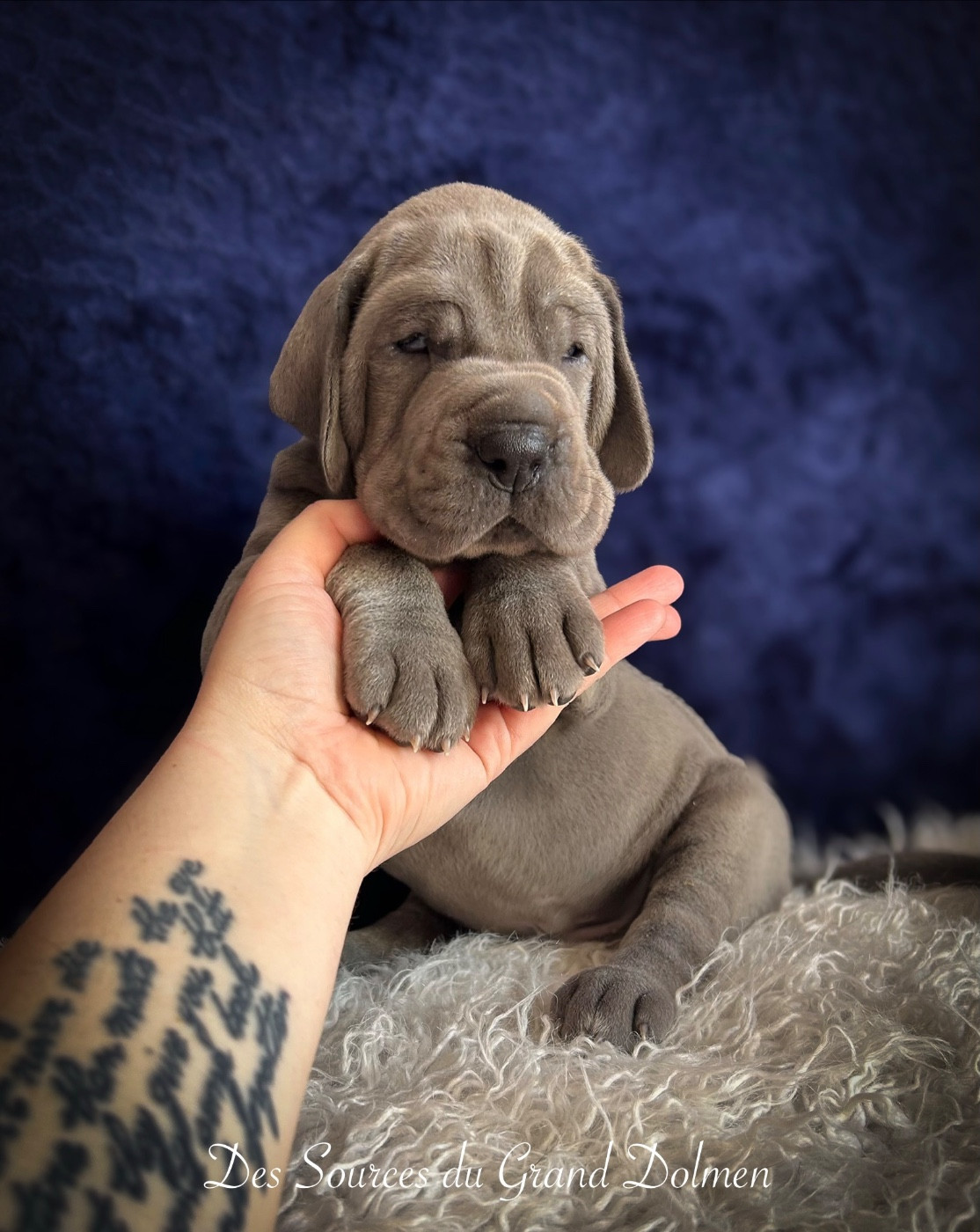 Des Sources Du Grand Dolmen - Chiots disponibles - Dogue allemand