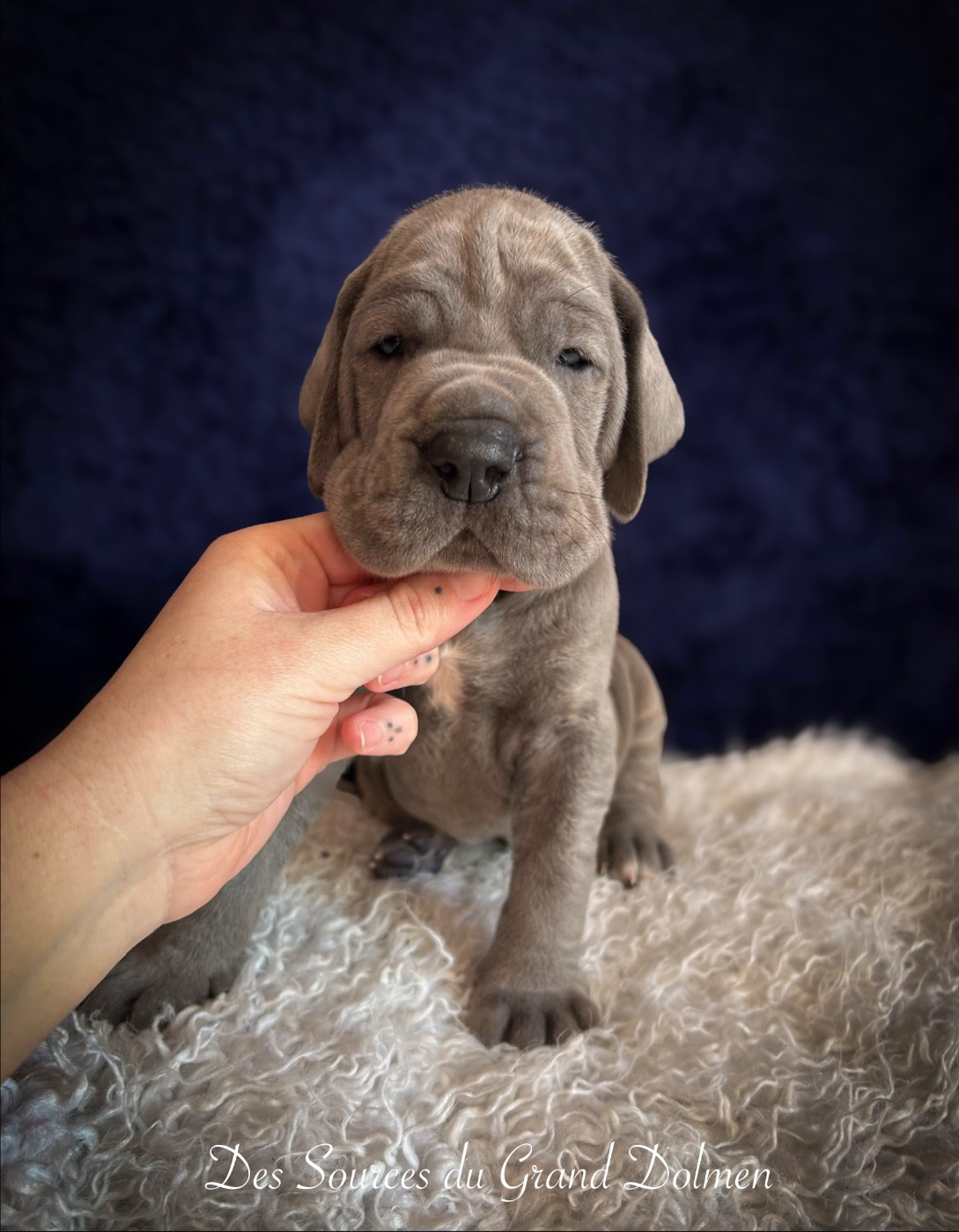 Des Sources Du Grand Dolmen - Chiots disponibles - Dogue allemand
