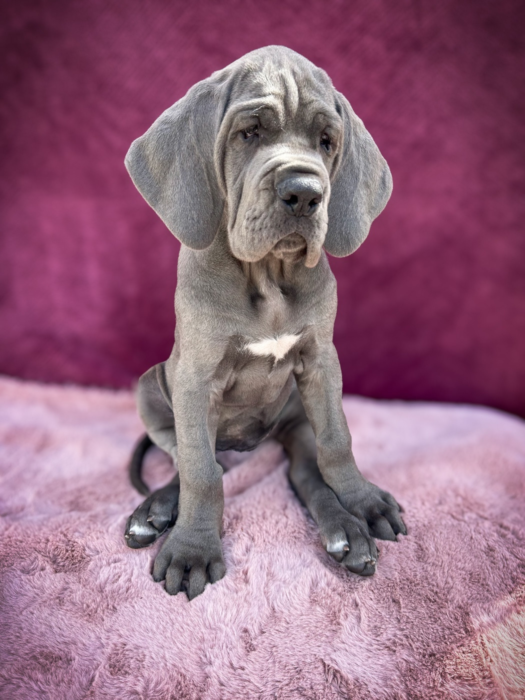 Des Sources Du Grand Dolmen - Chiots disponibles - Dogue allemand