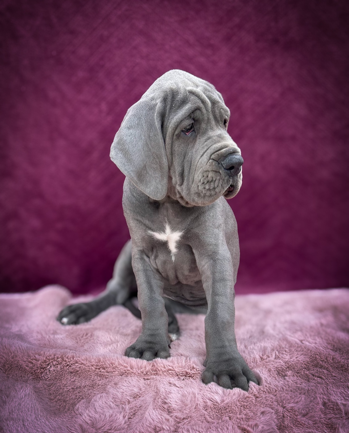 Des Sources Du Grand Dolmen - Chiots disponibles - Dogue allemand