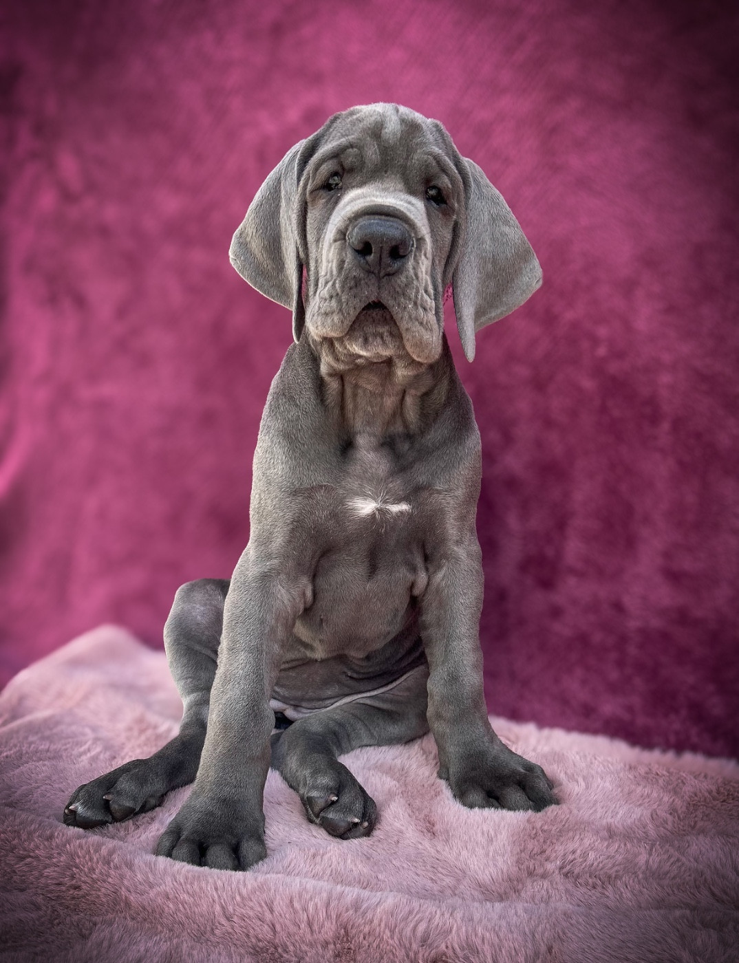 Des Sources Du Grand Dolmen - Chiots disponibles - Dogue allemand