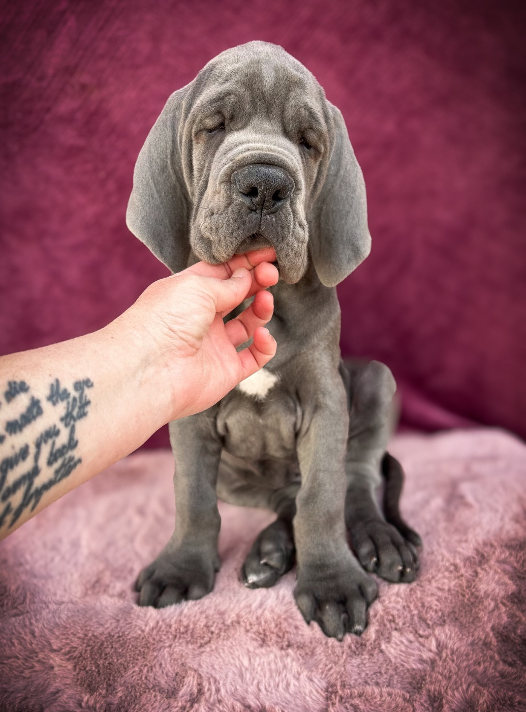 Des Sources Du Grand Dolmen - Chiots disponibles - Dogue allemand