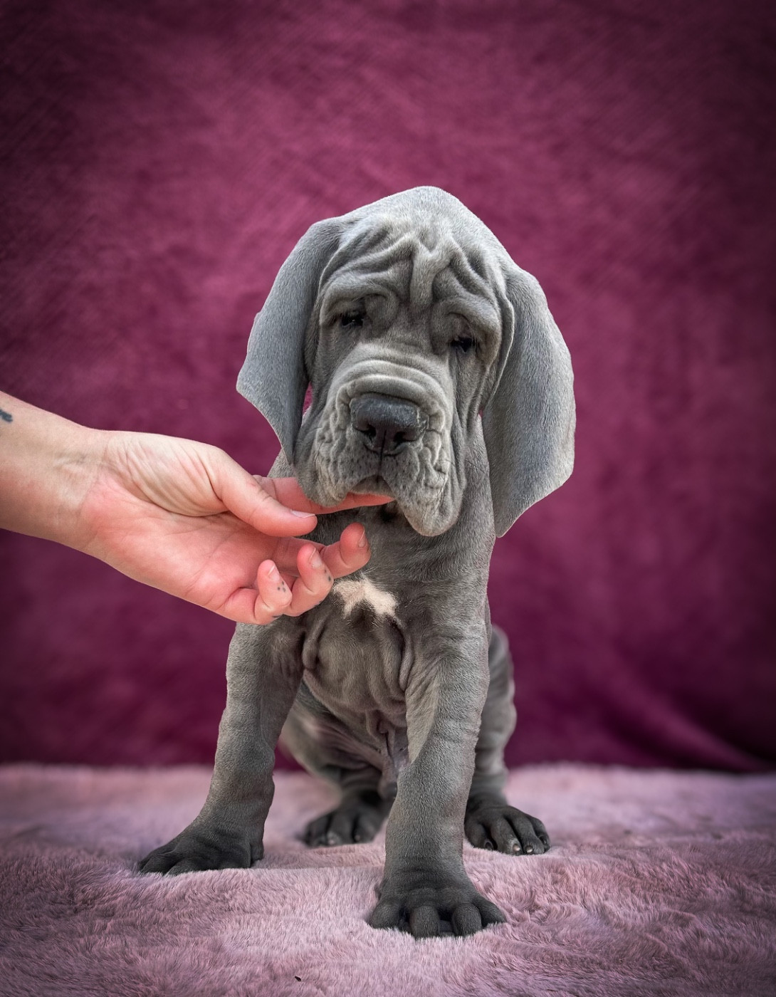 Des Sources Du Grand Dolmen - Chiots disponibles - Dogue allemand