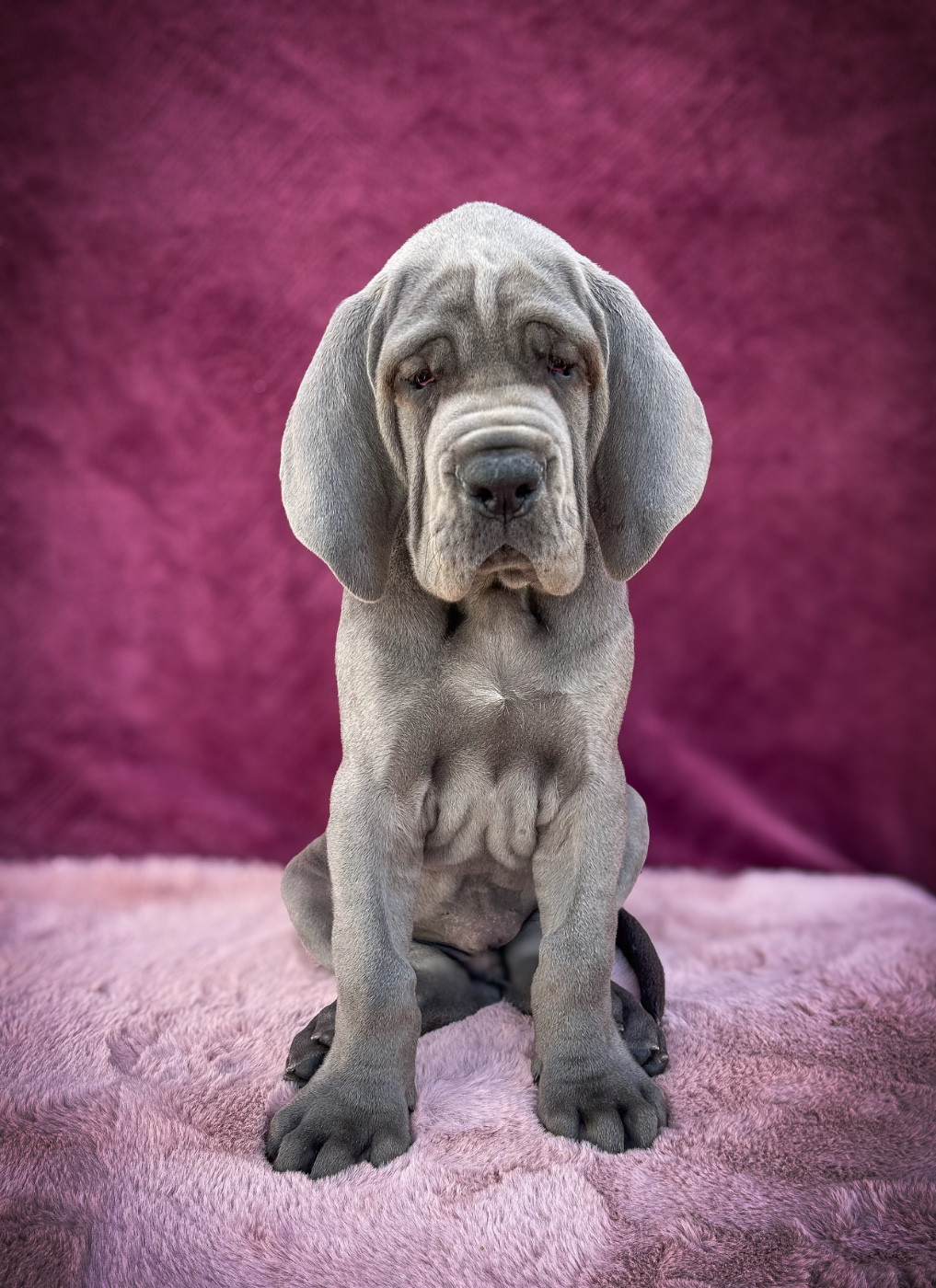 Des Sources Du Grand Dolmen - Chiots disponibles - Dogue allemand