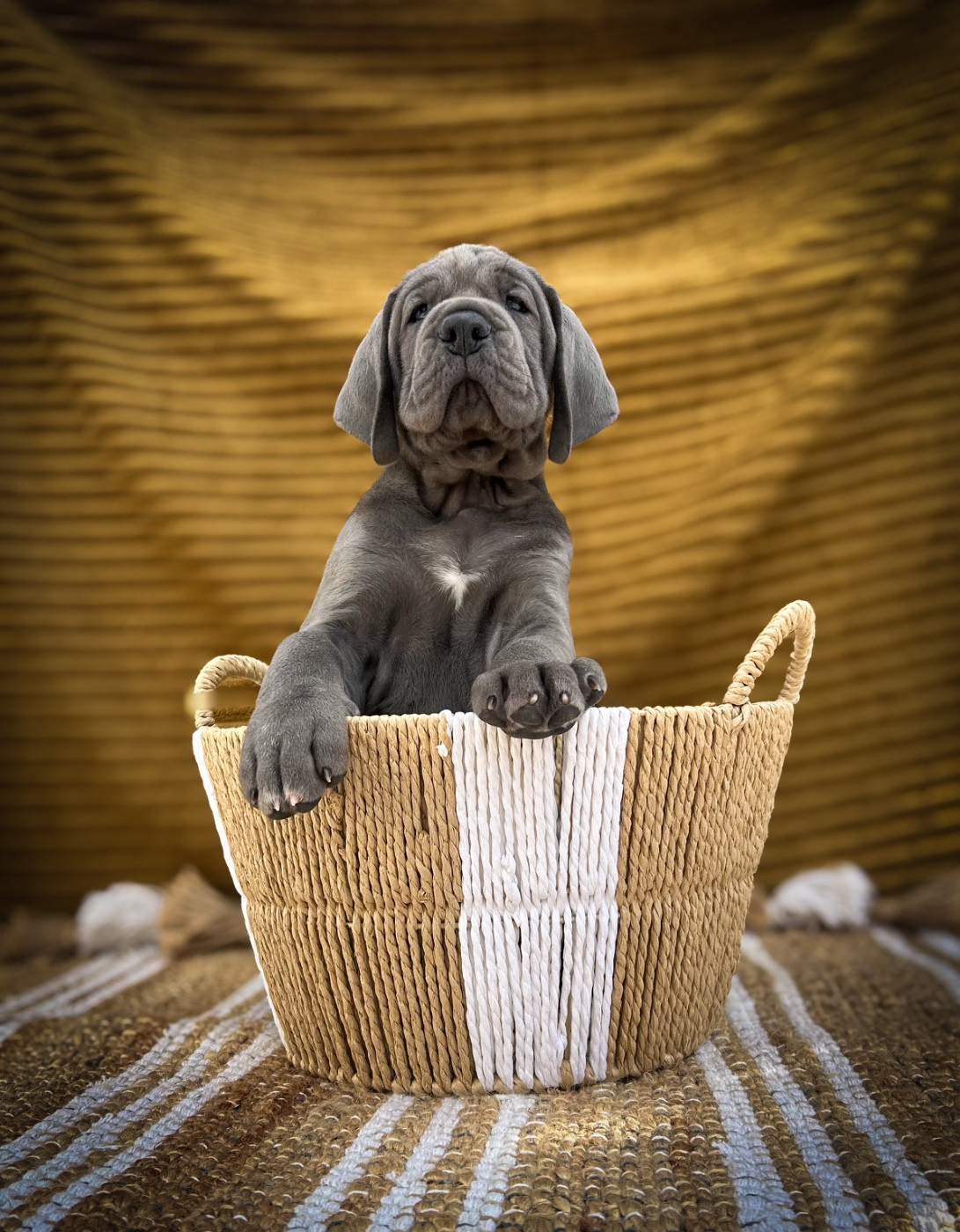 Chiot Dogue allemand Des Sources Du Grand Dolmen