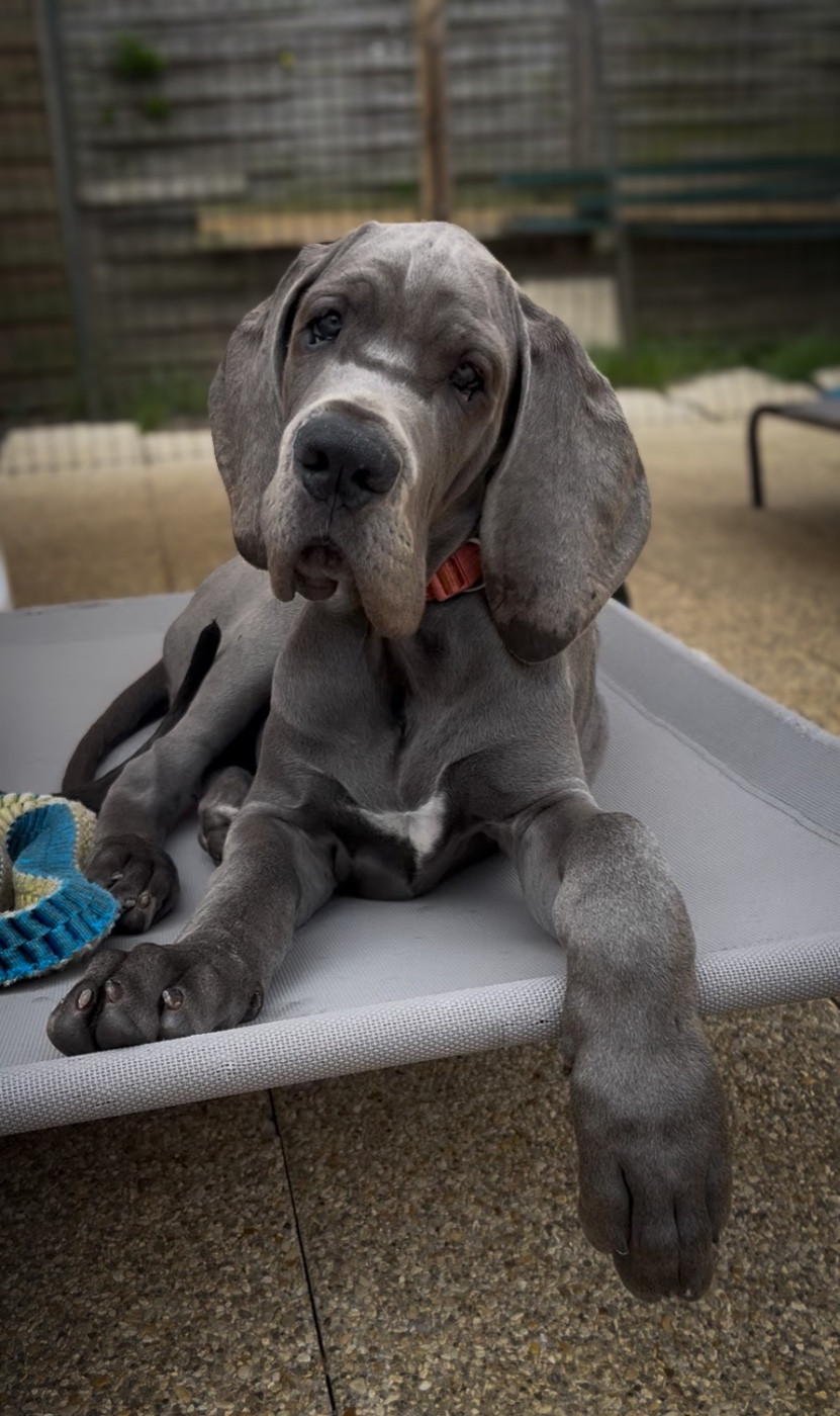 Des Sources Du Grand Dolmen - Chiots disponibles - Dogue allemand