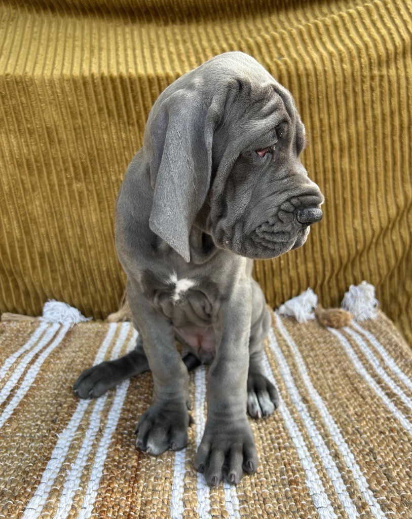 Des Sources Du Grand Dolmen - Chiots disponibles - Dogue allemand