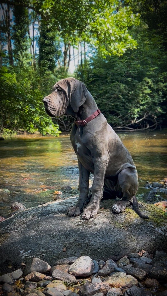 Des Sources Du Grand Dolmen - Chiots disponibles - Dogue allemand