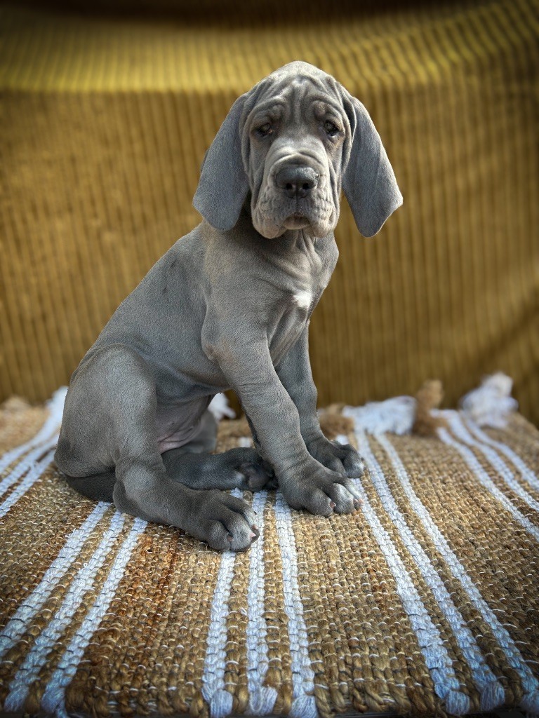 Des Sources Du Grand Dolmen - Chiots disponibles - Dogue allemand