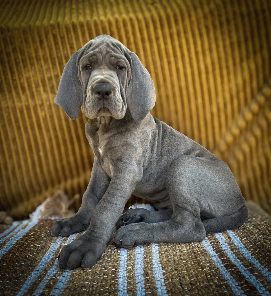 Des Sources Du Grand Dolmen - Chiots disponibles - Dogue allemand