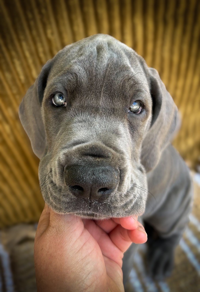 Des Sources Du Grand Dolmen - Chiots disponibles - Dogue allemand
